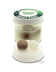 Haldorado Speci Tiger Kokosnuss Pop Up Schwimmende Fake Tigernüsse-Köder-JJ-Fishing