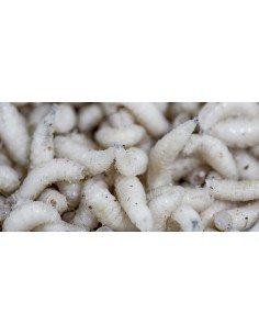 Baitex 1L Maden Weiss Angelköder Lebendköder Frisch-Köder-JJ-Fishing 2