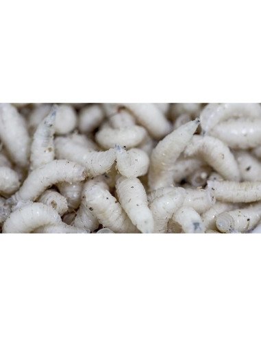 Baitex 1L Maden Weiss Angelköder Lebendköder Frisch-Bait-JJ-Fishing