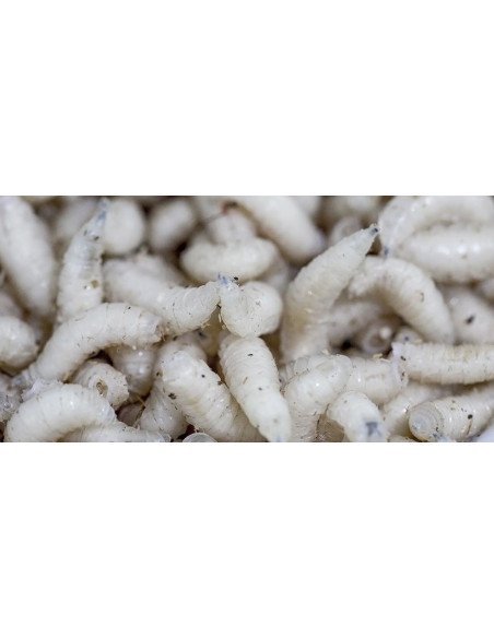 Baitex 1L Maden Weiss Angelköder Lebendköder Frisch-Bait-JJ-Fishing