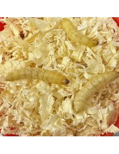 Baitex Weisse Bienenmaden in Dose Angelköder Lebendköder Frisch-Köder-JJ-Fishing