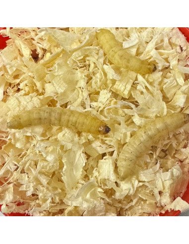 Baitex Weisse Bienenmaden in Dose Angelköder Lebendköder Frisch-Köder-JJ-Fishing