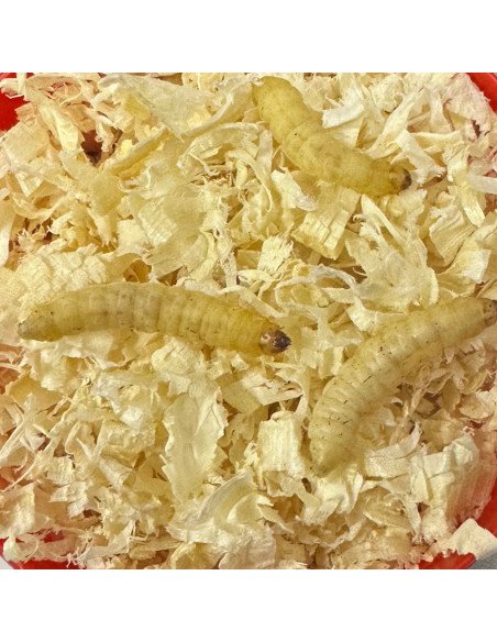 Baitex Weisse Bienenmaden in Dose Angelköder Lebendköder Frisch-Bait-JJ-Fishing