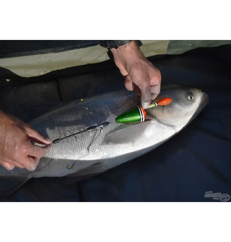 Haldorado Busa Methode Schwimmer mit Futterspirale Tolstolop Silberkarpfen Montage-Köder-JJ-Fishing