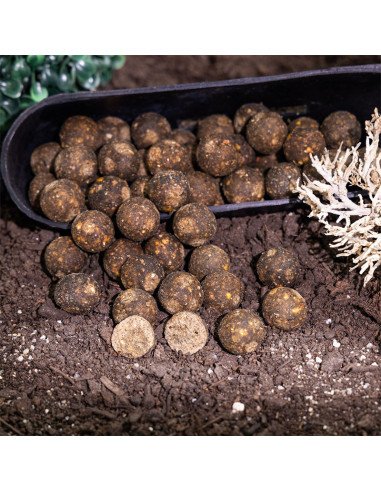 Aquatic Baits Scoba Fish 2Kg 24mm Boilies Performance Range-Boilies-JJ-Fishing