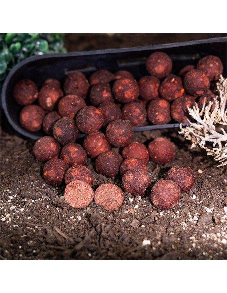 Aquatic Baits Squid Red HNV 2Kg 16mm Boilies Performance Range-Boilies-JJ-Fishing