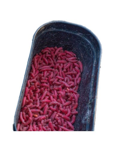 Guru Bait Box 1.1 Pint schwarz Orange 1 Stück Method Feeder Köderbox-Tackle Boxen-JJ-Fishing