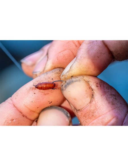 Guru Kuranku Size 14 Micro Barbed 10 Stück Spade End Method Feeder Plättchen Angelhaken-Hook & Co-JJ-Fishing