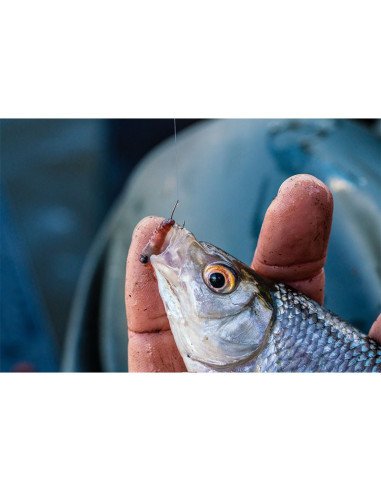 Guru Kuranku Size 14 Micro Barbed 10 Stück Spade End Method Feeder Plättchen Angelhaken-Hook & Co-JJ-Fishing