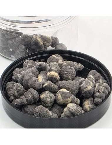 BSA The Wafter's Bloodoworm 10mm Snail Edition 20g Method Feeder Black Balance Bait Service Austria